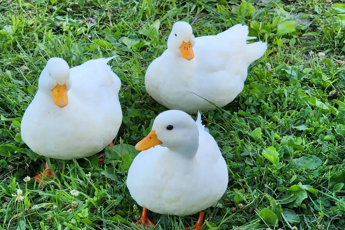 Our white call ducks together in the grass