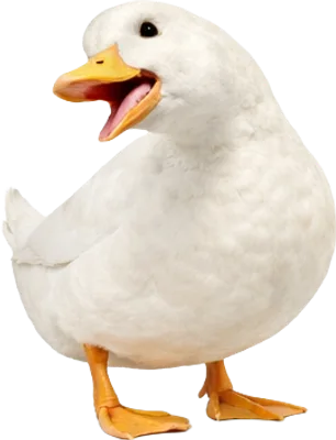 Roady, a white call duck, mid-quack