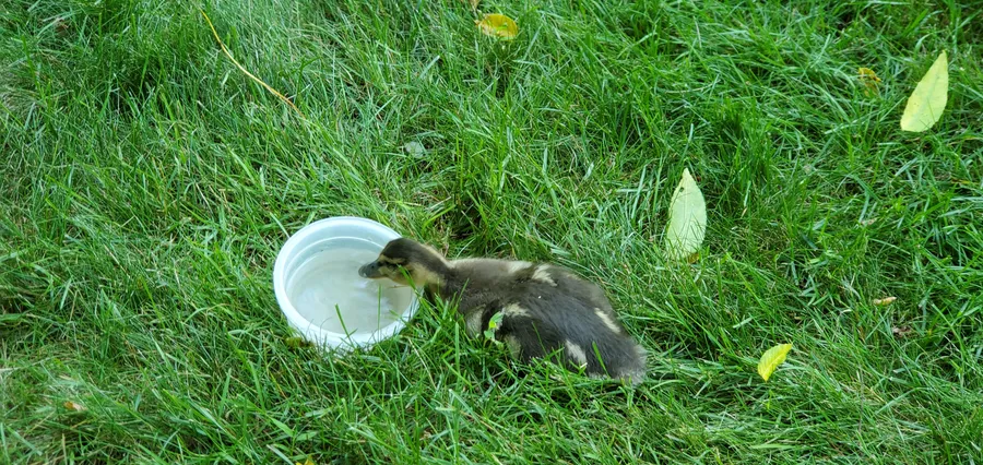 Rusty as a duckling, drinking from a dish on the grass