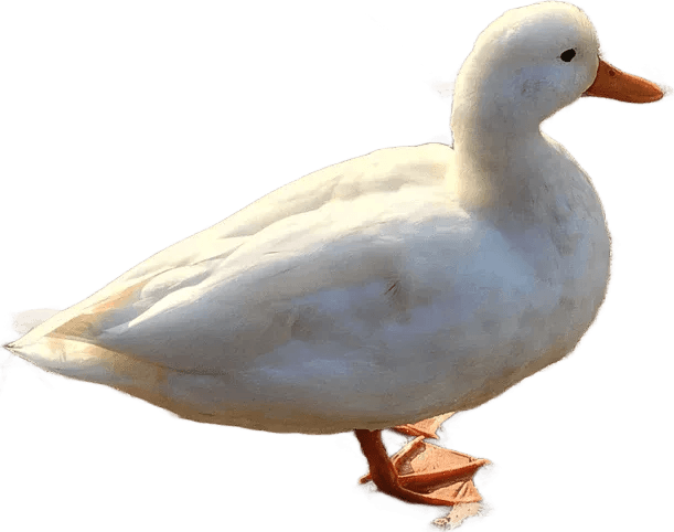 The duck in our games, from a photo of Roady